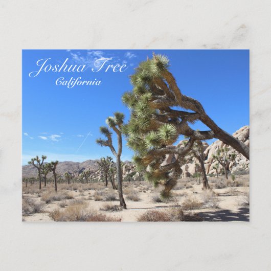 Wunderschöne Joshua Tree Postcard! Postkarte (Vorderseite)