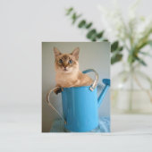 Wunderschöne Katze im Wasser Postkarte (Stehend Vorderseite)