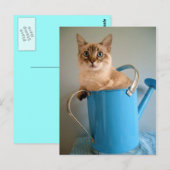 Wunderschöne Katze im Wasser Postkarte (Vorne/Hinten)