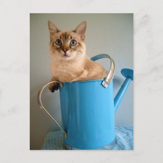 Wunderschöne Katze im Wasser Postkarte (Vorderseite)