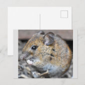 Wunderschöne kleine Maus  Postkarte (Vorne/Hinten)
