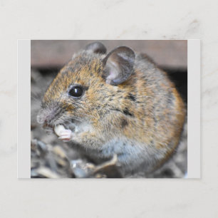 Wunderschöne kleine Maus  Postkarte