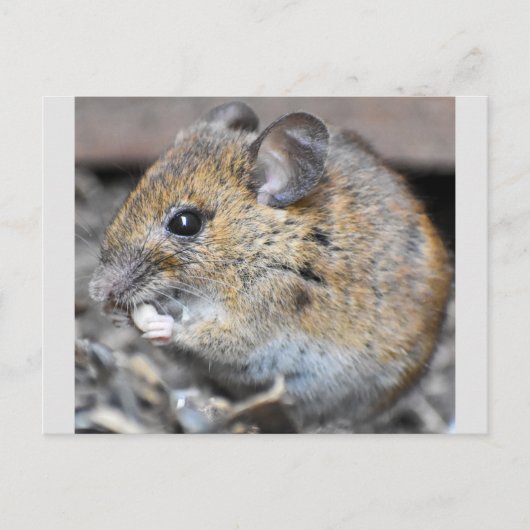 Wunderschöne kleine Maus  Postkarte (Vorderseite)