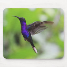 Wunderschöne Kolibri-Mauspad