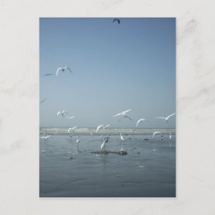 Wunderschöne Kraniche fliegen über Wasser Naturbal Postkarte