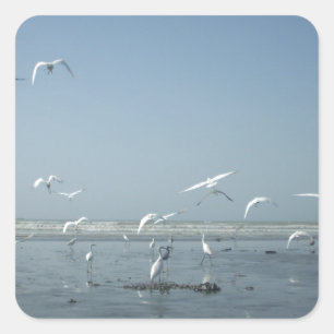 Wunderschöne Kraniche fliegen über Wasser Naturbal Quadratischer Aufkleber