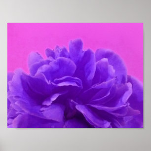 Wunderschöne lila Himbeer-Blumen Poster