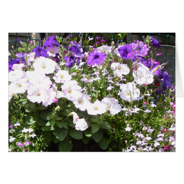 Wunderschöne Lila und weiße Petunias (Vorderseite (Horizontal))