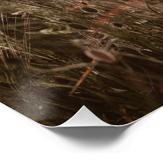 wunderschöne Mohnblüte Poster (Ecke)