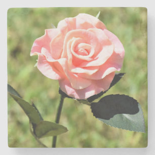 Wunderschöne perfekte rosa Rosenblüte Steinuntersetzer
