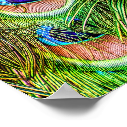 Wunderschöne Pfauenfeathers Poster (Ecke)
