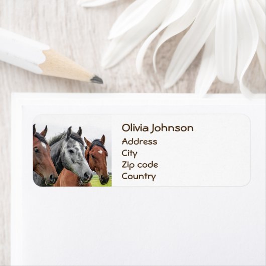 Wunderschöne Pferde Stallion Fotografie (Insitu)