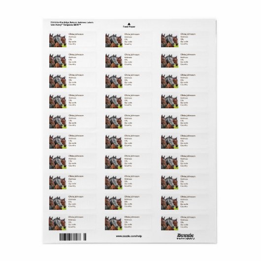 Wunderschöne Pferde Stallion Fotografie (Vorne)