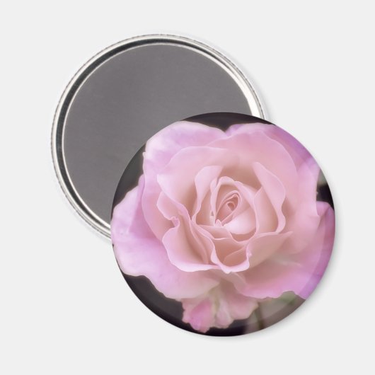 Wunderschöne Rosa Rose Magnet (Vorderseite/Rückseite)