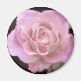 Wunderschöne Rosa Rose Magnet