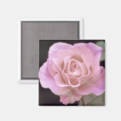 Wunderschöne Rosa Rose Magnet (Vorderseite/Rückseite)