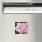 Wunderschöne Rosa Rose Magnet (In Situ (Geschirrspüler))