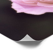 Wunderschöne Rosa Rose Poster (Ecke)
