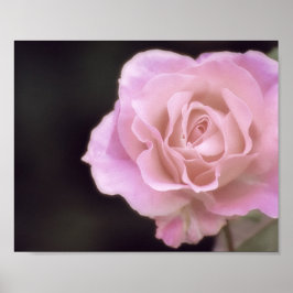 Wunderschöne Rosa Rose Poster