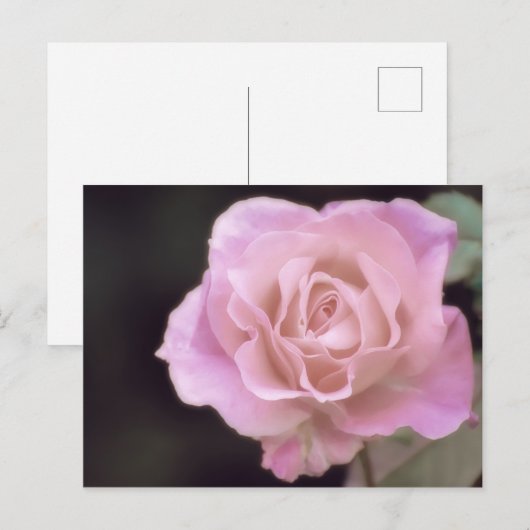 Wunderschöne Rosa Rose Postkarte (Vorne/Hinten)