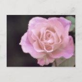 Wunderschöne Rosa Rose Postkarte (Vorderseite)