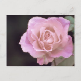 Wunderschöne Rosa Rose Postkarte
