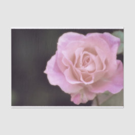 Wunderschöne Rosa Rose Seidenpapier