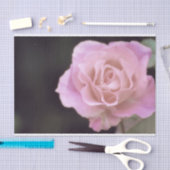 Wunderschöne Rosa Rose Seidenpapier (Handwerk)