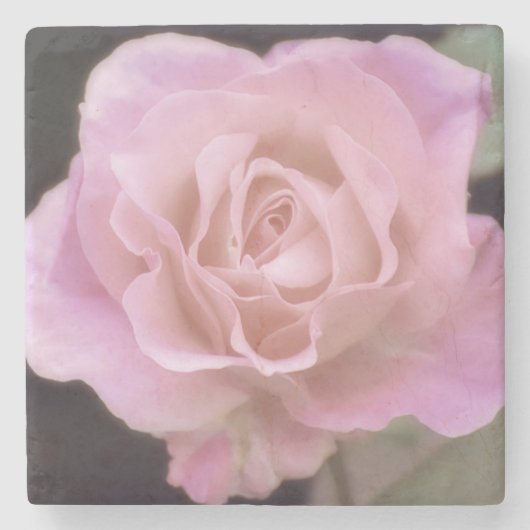 Wunderschöne Rosa Rose Steinuntersetzer (Vorderseite)