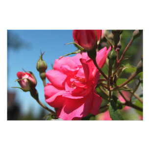 wunderschöne rosa Rosenblume und Knospen blauer Hi Fotodruck