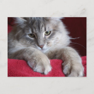 wunderschöne Rosine Postkarte 4