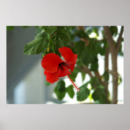 wunderschöne rote Blume Poster