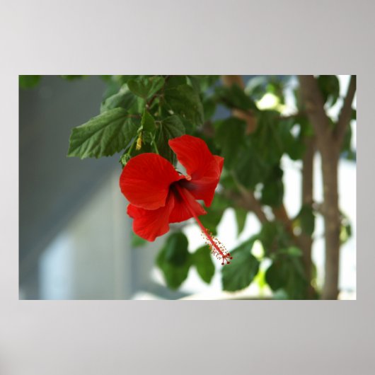 wunderschöne rote Blume Poster (Vorne)