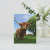 Wunderschöne schottische Hochlandkuh Postkarte (Stehend Vorderseite)