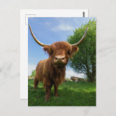 Wunderschöne schottische Hochlandkuh Postkarte (Vorne/Hinten)