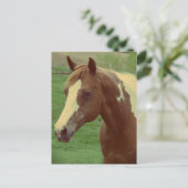 Wunderschöne Spring Paint Horse Stute Postkarte (Stehend Vorderseite)