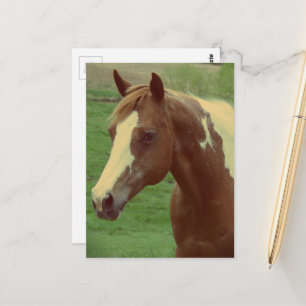 Wunderschöne Spring Paint Horse Stute Postkarte