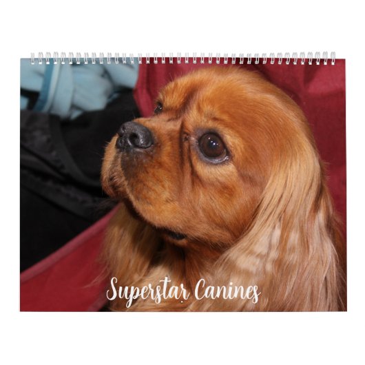 WUNDERSCHÖNE SUPERSTAR-HUNDE KALENDER (Titelbild)
