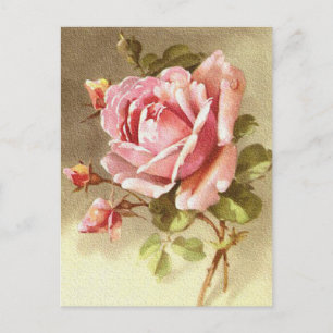 Wunderschöne texturierte viktorianische rosa Rose Postkarte
