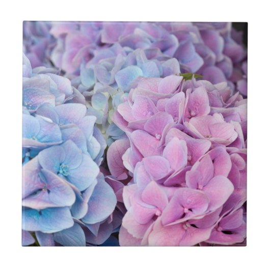 Wunderschöne violette, blaue, rosa Hortensienblüte Fliese (Vorderseite)