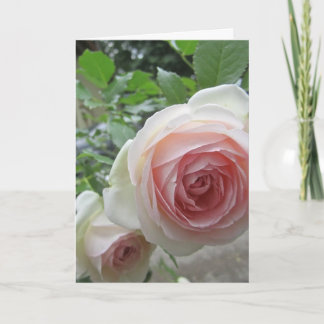 Wunderschöne weiche rosa Pierre De Ronsard-Rosenka Einladung