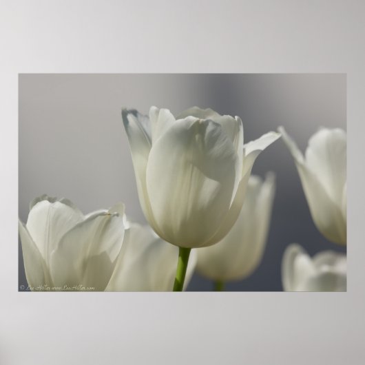 Wunderschöne weiße Frühlingshuppen Poster (Vorne)