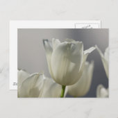 Wunderschöne weiße Frühlingshuppen Postkarte (Vorne/Hinten)