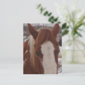 Wunderschöne Winter Paint Horse Stute Postkarte (Stehend Vorderseite)