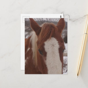 Wunderschöne Winter Paint Horse Stute Postkarte
