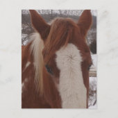 Wunderschöne Winter Paint Horse Stute Postkarte (Vorderseite)