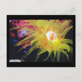 Wunderschöne Wunder von Sea Life Postcard Postkarte
