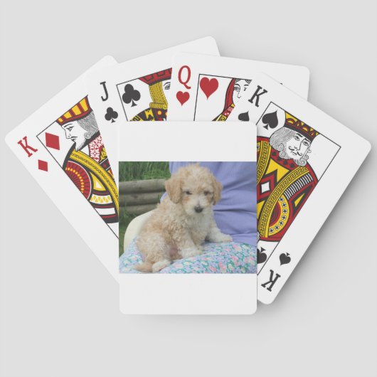 Wunderschöner Cavapoo-Welpe, der Ihren Weg ansieht Spielkarten (Rückseite)