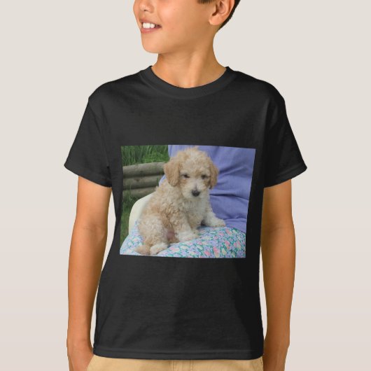 Wunderschöner Cavapoo-Welpe, der Sie ansieht, isol T-Shirt (Vorderseite)