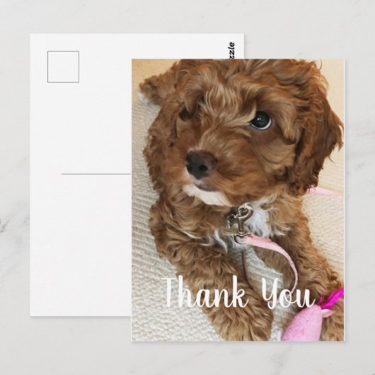 Wunderschöner Cockapoo Welpe Danke Karte (Vorne/Hinten)